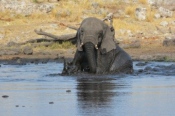 Elefant badet im Wasserloch