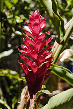 Red Ginger, Alpina Purpurata, growing in the jungle near Palenque, Mexico