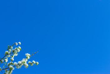 apple flowers are blooming, on background sky