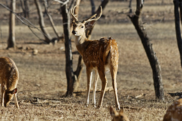 Naklejka na ściany i meble An alert Indian Spotted deer looks over his shoulder at the camera