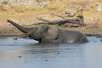 Fototapeta premium Elefant badet im Wasserloch