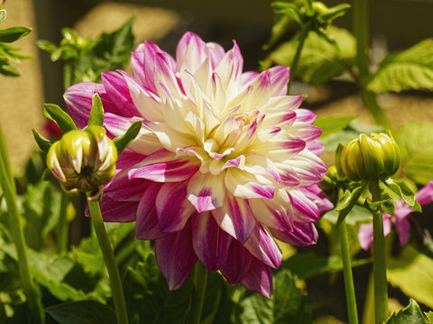 Pink and white Dahlia growing in bright sunlight
