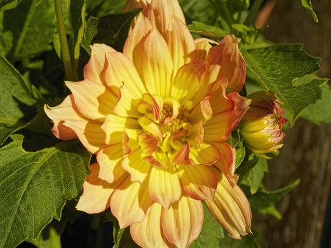 Close up of a large yellow and orange Dahlia in bright sunlight
