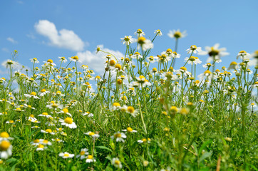 Meadow field daisies, summer photo.