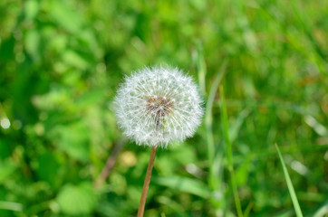 Dandelion close-up photo bright spring.