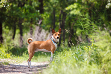 Basenji dog walking in the park
