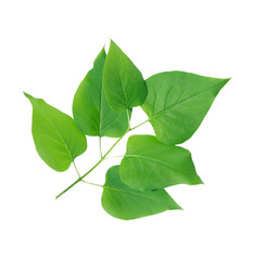 Green Leaves Isolated