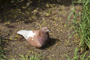 dove on a white background