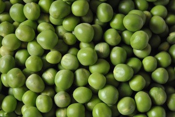 Erbse (Pisum sativum)