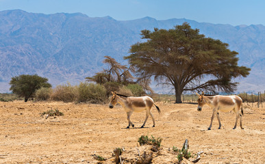 The onager (Equus hemionus) is a brown Asian wild donkey inhabiting nature reserve park near Eilat