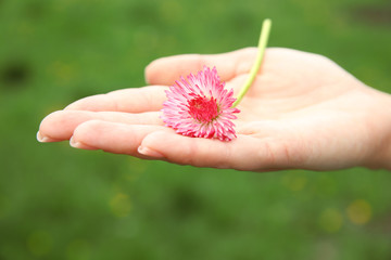 Female hand with daisy on blurred green grass background