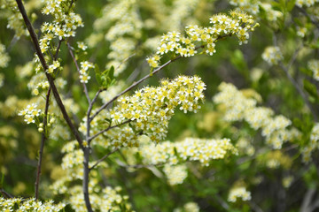 flowering