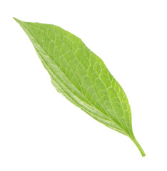 Fototapeta na wymiar Green leaf, isolated on white
