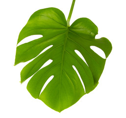 Monstera leaf, isolated on white © Africa Studio