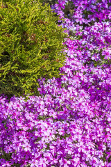 Obraz premium Flowering bushes. Phlox subulate