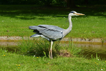 Graureiher an seinem Stammplatz am Bach