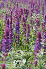 Fototapeta premium Photo of the beautiful flower.