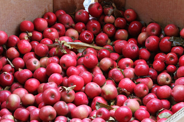 Box Full of Red Apples