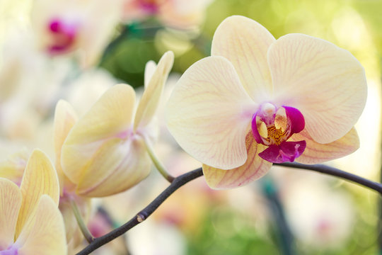 Fototapeta Yellow phalaenopsis orchid flower