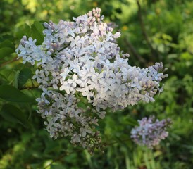 Lilac (Syringa) - beautiful flowering shrubs in gardens dekoratinye
