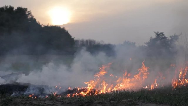 Fire and thick smoke in forest, wildfire, bushfire. Burning dry grass, meadow, field. Disaster, dramatic drought, threat of great fire. Against sky and sun, sunset.