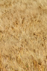 Ripe barley