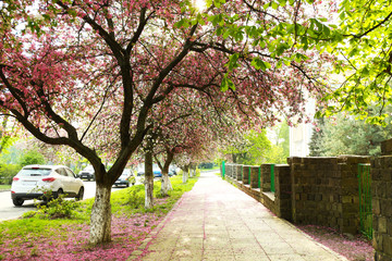 Blooming tree on a spring day