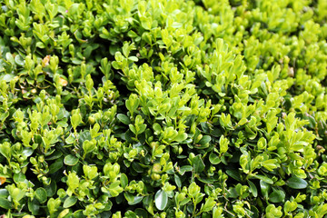 Buxus sempervirens bush