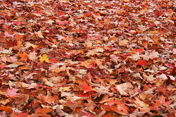 Fallen Maple Leaves
