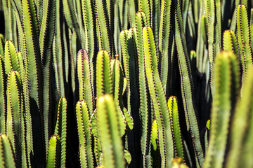 Cacti
