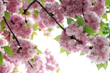 Sakura flowers on a spring day