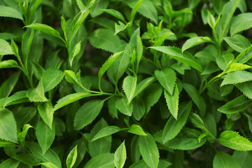 Green bushes foliage outdoors.