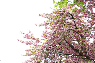 Sakura flowers on a spring day