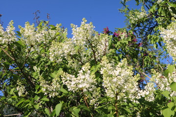 Lilac (Syringa) - beautiful flowering shrubs in gardens dekoratinye
