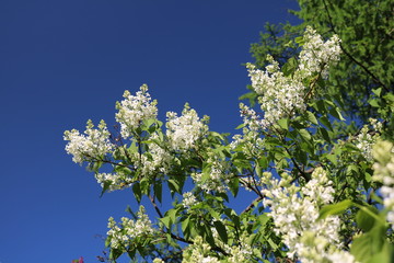 Lilac (Syringa) - beautiful flowering shrubs in gardens dekoratinye
