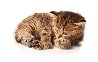 Small cute kitten, isolated on white