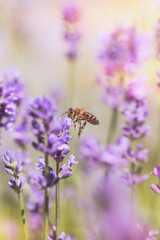 Bee in lavender field. Honey bee on a lavender flower. 