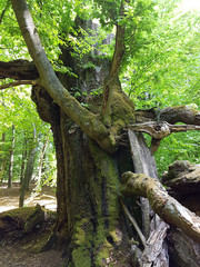 Urwald, Sababurg, Reinhardswald