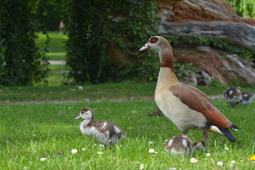 Nilgänse am See