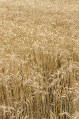 fields of wheat 5