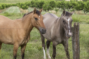 Fototapeta na wymiar horses at the fence