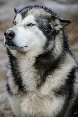 Siberian Malamute in winter