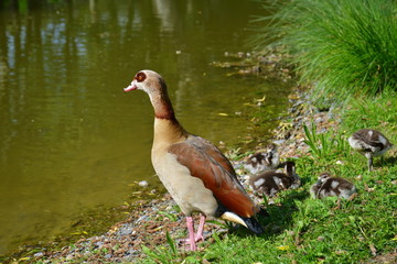 Nilgänse am See