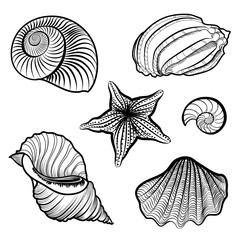 Seashell nautilus and starfish set isolated. Doodle ammonites vector illustration 