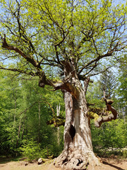 Urwald, Sababurg, Reinhardswald