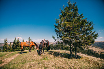 Horses grazed on a mountain pasture against mountains