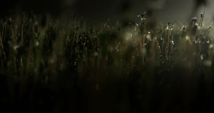 Dark atmospheric low shot of weeds at night lit from the side