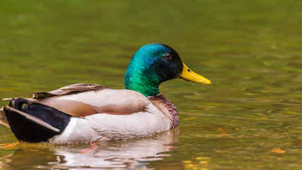 Obraz premium Drakes of the mallard or wild duck, have a glossy green head and are grey on wings and belly.