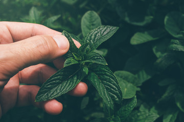Farmer picking peppermint leaves in garden