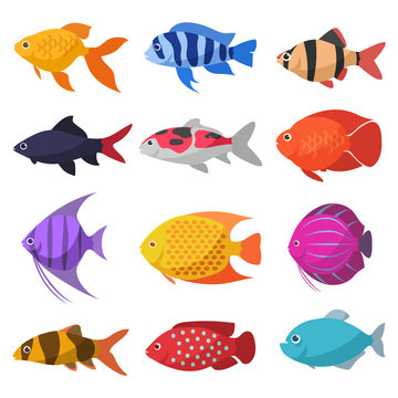 Isolated river fish. Set of freshwater aquarium cartoon fishes. varieties of ornamental popular color fish. Flat design fish. Cartoon vector design illustration.